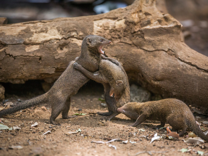 How intergroup conflict alters behaviour, fitness and evolution