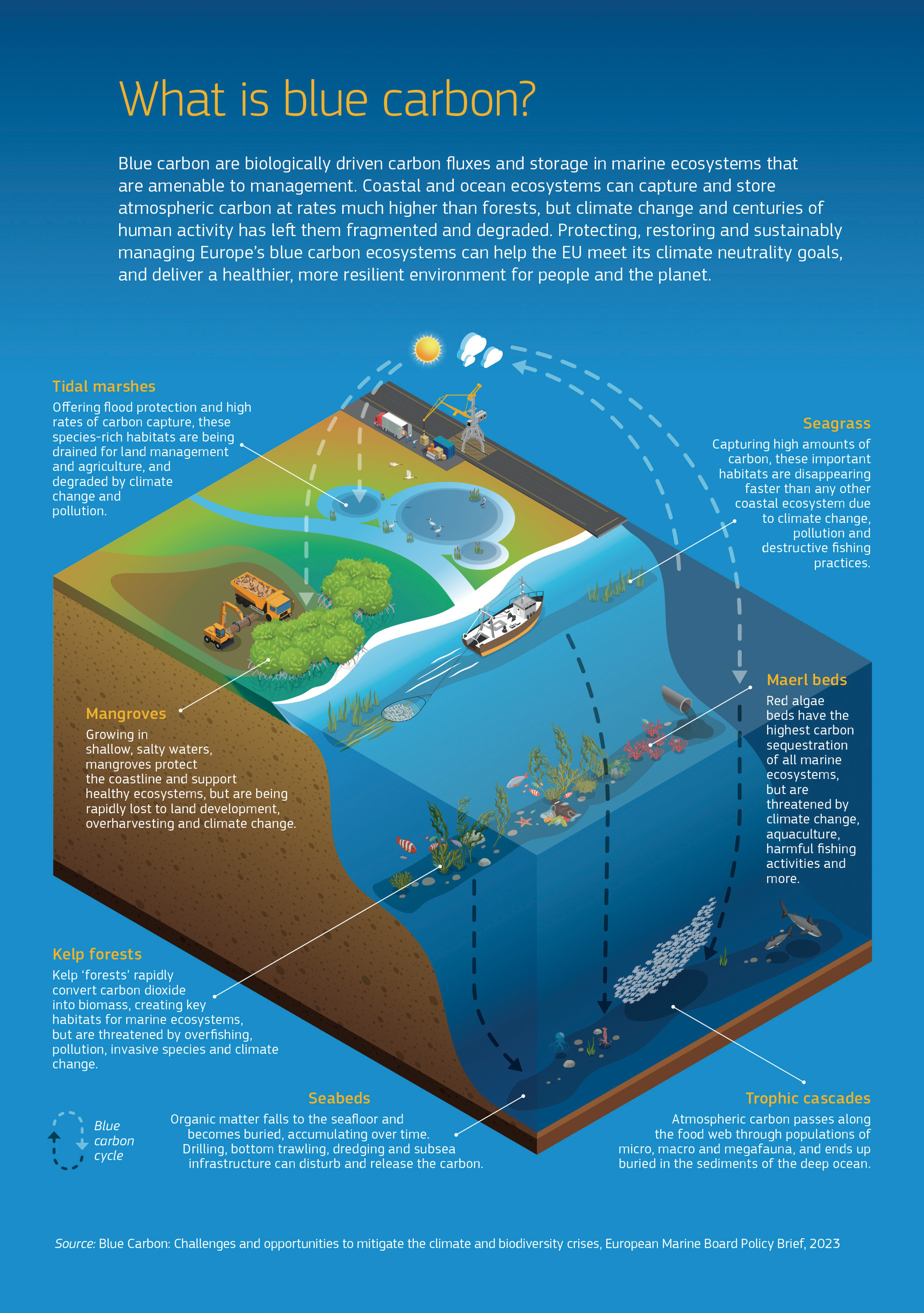 Protecting Europe’s blue carbon ecosystems can help the EU meet its climate neutrality goals. The infographic shows a coastal scene highlighting: tidal marshes that offer flood protection but are often drained for human development; seagrass that captures high amounts of carbon but is disappearing due to climate change and destructive fishing practices; mangroves that are being rapidly lost to land development; red algae maerl beds that have the highest carbon sequestration of all marine ecosystems; fast growing kelp forests threatened by overfishing and climate change; and seabeds where buried organic matter can be disturbed by bottom trawling and dredging. Protecting Europe’s blue carbon ecosystems can help the EU meet its climate neutrality goals. The infographic shows a coastal scene highlighting: tidal marshes that offer flood protection but are often drained for human development; seagrass that captures high amounts of carbon but is disappearing due to climate change and destructive fishing practices; mangroves that are being rapidly lost to land development; red algae maerl beds that have the highest carbon sequestration of all marine ecosystems; fast growing kelp forests threatened by overfishing and climate change; and seabeds where buried organic matter can be disturbed by bottom trawling and dredging.