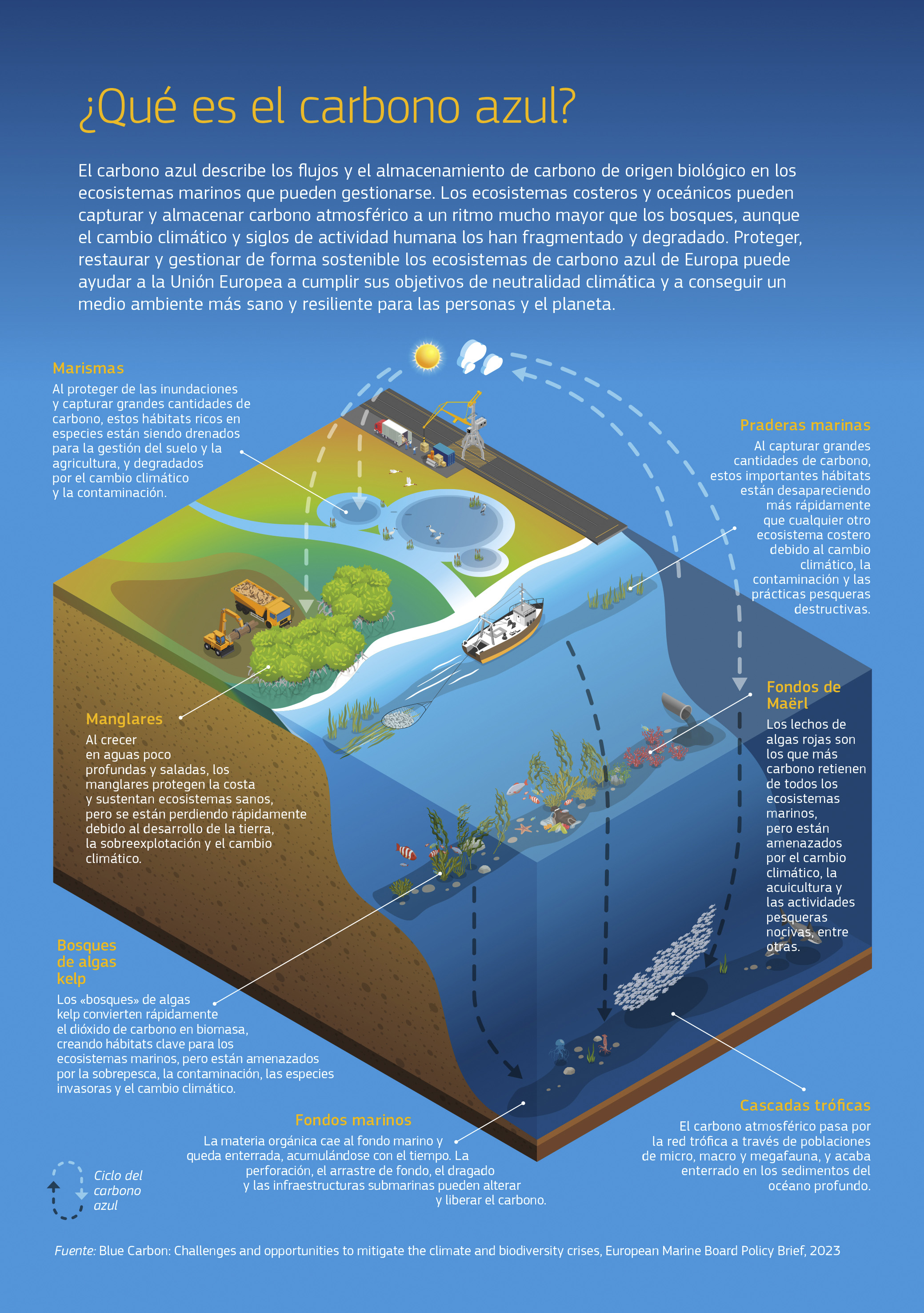 Proteger los ecosistemas de carbono azul puede ayudar a la UE con sus objetivos de neutralidad climática. La infografía muestra una escena costera donde se destaca: las marismas que protegen ante inundaciones, pero suelen drenarse para el desarrollo humano; las praderas marinas que capturan grandes cantidades de carbono, pero desaparecen por el cambio climático y la pesca destructiva; los manglares que se pierden rápidamente por el desarrollo de la tierra; los fondos de Maërl de algas rojas, que son los ecosistemas marinos que más carbono retienen; los bosques de algas kelp de rápido crecimiento, amenazados por la sobrepesca y el cambio climático; y los fondos marinos, donde la materia orgánica enterrada puede verse alterada por el arrastre de fondo y el dragado. Proteger los ecosistemas de carbono azul puede ayudar a la UE con sus objetivos de neutralidad climática. La infografía muestra una escena costera donde se destaca: las marismas que protegen ante inundaciones, pero suelen drenarse para el desarrollo humano; las praderas marinas que capturan grandes cantidades de carbono, pero desaparecen por el cambio climático y la pesca destructiva; los manglares que se pierden rápidamente por el desarrollo de la tierra; los fondos de Maërl de algas rojas, que son los ecosistemas marinos que más carbono retienen; los bosques de algas kelp de rápido crecimiento, amenazados por la sobrepesca y el cambio climático; y los fondos marinos, donde la materia orgánica enterrada puede verse alterada por el arrastre de fondo y el dragado.