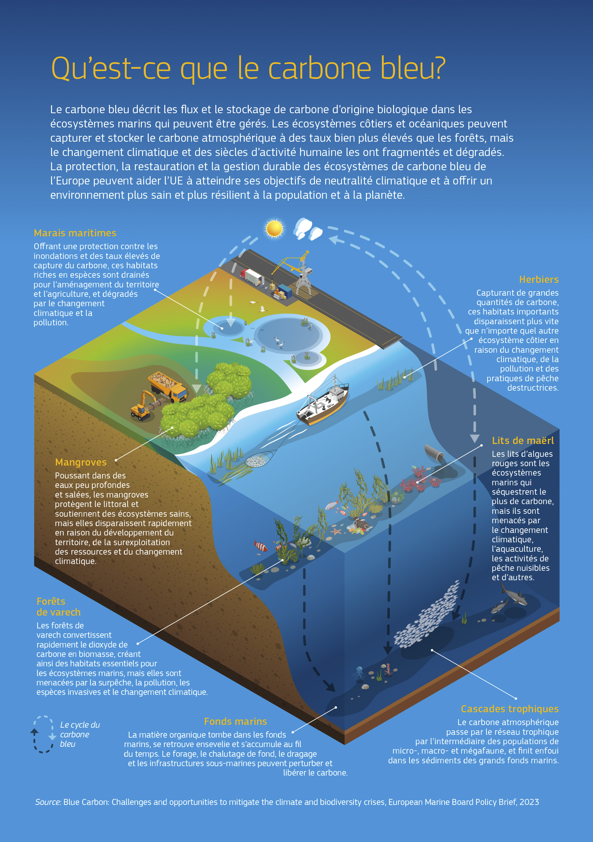 En protégeant ses écosystèmes de carbone bleu, l’UE pourrait réaliser ses objectifs de neutralité climatique. Cette infographie d’un littoral montre: les marais maritimes qui protègent contre les inondations, mais sont souvent drainés pour le développement humain; les herbiers qui capturent beaucoup de carbone, mais qui disparaissent suite au changement climatique et à la pêche destructrice; les mangroves qui sont détruites par le développement du territoire; les lits de maërl d’algues rouges qui séquestrent le plus de carbone de tous les écosystèmes marins; les forêts de varech à croissance rapide menacées par la surpêche et le changement climatique; et les fonds marins où la pêche au chalut de fond et le dragage peuvent perturber la matière organique enfouie. En protégeant ses écosystèmes de carbone bleu, l’UE pourrait réaliser ses objectifs de neutralité climatique. Cette infographie d’un littoral montre: les marais maritimes qui protègent contre les inondations, mais sont souvent drainés pour le développement humain; les herbiers qui capturent beaucoup de carbone, mais qui disparaissent suite au changement climatique et à la pêche destructrice; les mangroves qui sont détruites par le développement du territoire; les lits de maërl d’algues rouges qui séquestrent le plus de carbone de tous les écosystèmes marins; les forêts de varech à croissance rapide menacées par la surpêche et le changement climatique; et les fonds marins où la pêche au chalut de fond et le dragage peuvent perturber la matière organique enfouie.