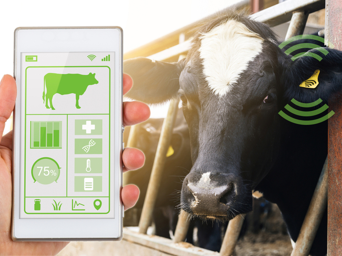 Des vaches connectées pour une viande et des produits laitiers de meilleure  qualité | Interview | CORDIS | European Commission