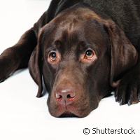 Hoffnung auf Heilungsmöglichkeiten für Nagelerkrankungen bei Mensch und Hund  | News | CORDIS | European Commission
