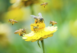 Resultado de imagen de abejas silvestres y meliferas