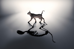 Física cuántica para aclarar el estado del gato de Schrödinger | News |  CORDIS | European Commission