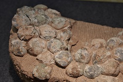 215 pterosaur eggs unearthed in biggest collection ever found