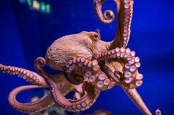 europa report alien octopus