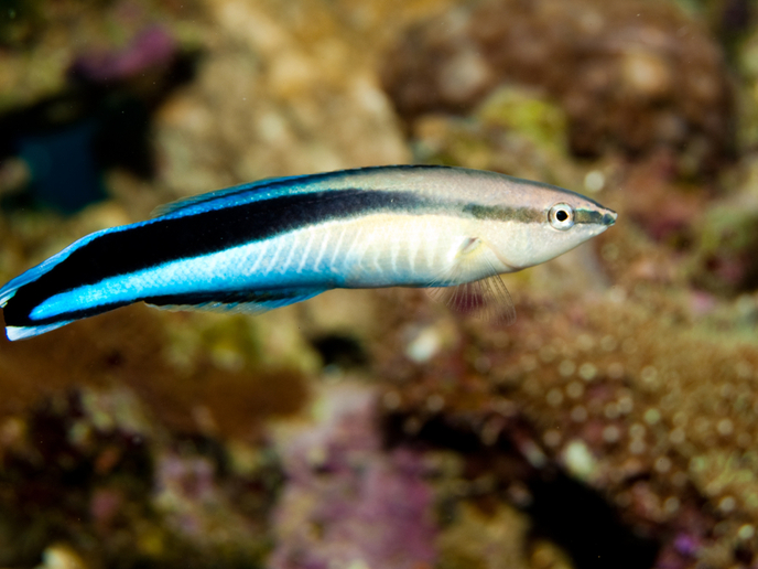 Cleaner Fish Make Other Reef Fish Smarter