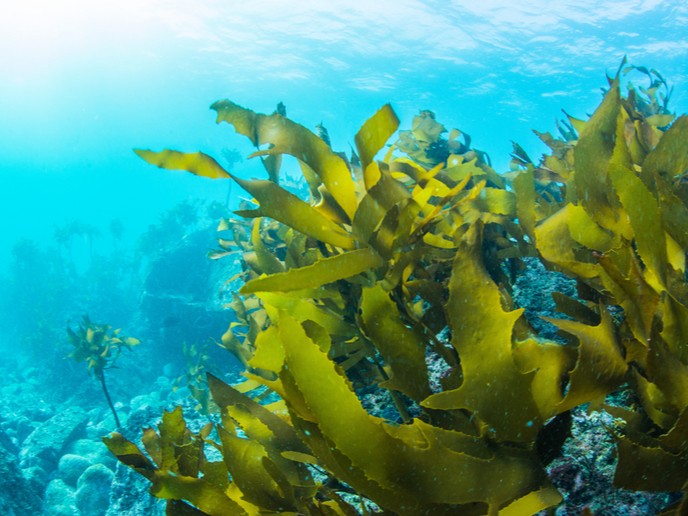 Las algas marinas son la solución para obtener biocarburantes