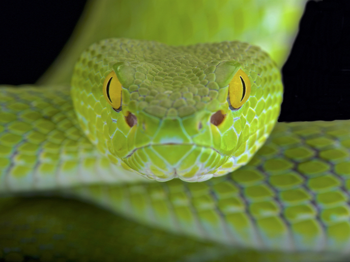 Perché i serpenti non battono gli occhi? | News | CORDIS | European  Commission