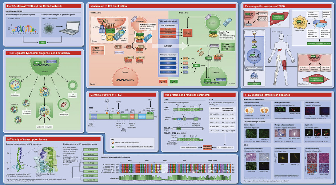 Science транскрипция. Regulatory System.