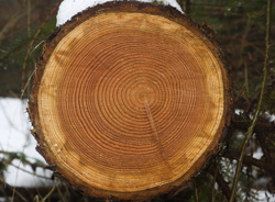 Gli anelli di accrescimento degli alberi forniscono le risposte al  cambiamento climatico | ECOTRI Project | Results in brief | FP7 | CORDIS |  European Commission