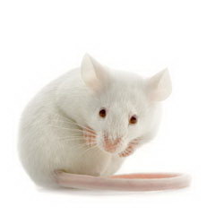 Mutant mice more available | EMMAINF Project | Results in brief | FP6 |  CORDIS | European Commission