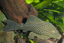 Cómo puede sobrevivir una especie de pez alimentándose de madera? |  METAXYLO Project | Results in brief | FP7 | CORDIS | European Commission