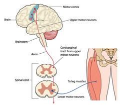 Una mejor comprensión del control motor del movimiento y el cerebro en  seres humanos | OPT Project | Results in brief | FP7 | CORDIS | European  Commission