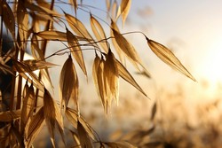 Contenitori Di Plastica Riempiti Di Cereali Farina Di Avena Di Grano  Saraceno Lenticchie Di Farina Su Uno Scaffale Della Cucina. Immagine Stock  - Immagine di naughty, grano: 190574207