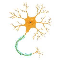 El transporte molecular en las neuronas | DYNAMICMTINSPINES Project |  Results in brief | FP7 | CORDIS | European Commission