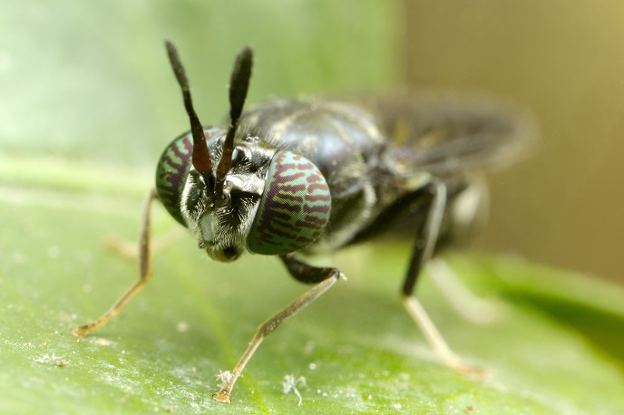 Jak masowo hodować muchy w odpowiedni sposób | FlyHigh Project | Results in  brief | H2020 | CORDIS | European Commission