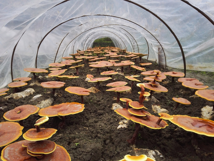 Recyclage des déchets agricoles et culture de champignons