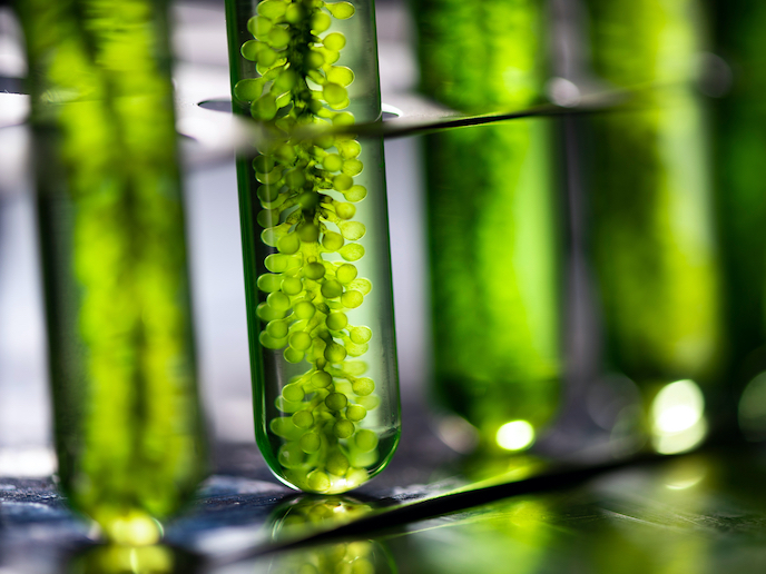 Les algues, une solution prometteuse pour une production durable de  carburants biocatalytiques | Photofuel Project | Results in brief | H2020 |  CORDIS | European Commission